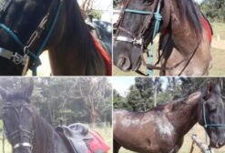 Cavalo Mangalarga Marchador Lusitano Castrado - Manso para Passeios e Lida - Alexânia/GO