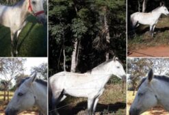 Cavalo Inteiro para Sela e Lida - Alexânia/GO