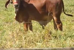 Garrote Gir Leiteiro PO - Filho de Otton FIV de Brasília