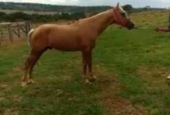Potro Quarto de Milha Palomino Domado – 3 anos – Guapó/GO