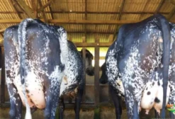 Gado Leiteiro de Excepcional Qualidade e Produção