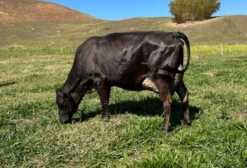 Vacas Girolando em Lactação em Guaçuí ES