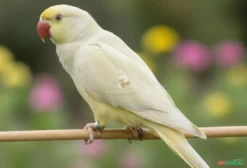 Ringneck Cremino – Ave Legalizada em Blumenau SC