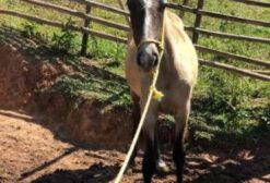 Lote de Éguas, Potros e Potras Mangalarga Marchador – Conceição do Mato Dentro/MG