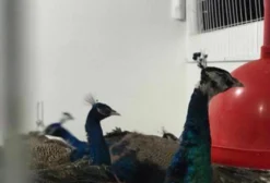 Casal de Filhotes de Pavão Azul - Nova Venécia ES