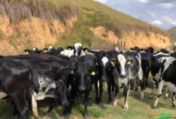Novilhas Girolando à venda em Barra de São Francisco - ES