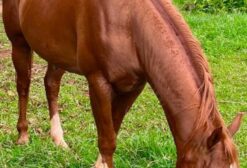 Cavalo Quarto de Milha Pronto para Laço com Papel