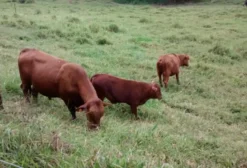 Vendo Vacas Senepol PO em Castelo - ES