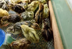Codornas Filhotes de Codorna Gigante em Vila Velha ES
