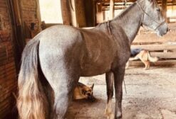 Cavalo Crioulo Domado - Tordilho, 2 Anos e 3 Meses, Manso - Ventania/PR