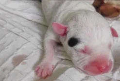 Filhotes de American Terrier à venda em Guarapari - ES