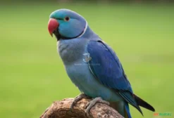 Ringneck Cobalto – Ave Legalizada