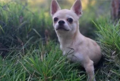 Filhote Cachorro Chihuahua em Vila Velha ES