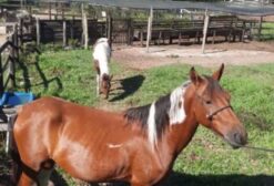 Égua Mangalarga Marchador com Registro Definitivo - Kuka do Landinho