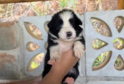 Border Collie - Fêmea e Macho - Filhotes à venda em Vila Velha ES