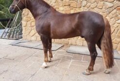 Cavalos Crioulos Registrados em Areal, RJ – Éguas, Garanhões e Potros