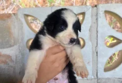 Border Collie - Filhotes Machos à Venda em Vila Velha/ES
