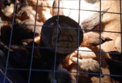 Frango de Corte em Goianésia GO