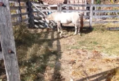 Cavalo de 4 Anos com Sangue Crioulo
