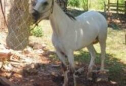 Vende-se Égua Crioula Tordilha de 4 Anos - Salto do Jacuí/RS