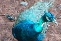 Pavão Azul Macho de 17 meses à venda em Goiânia/GO