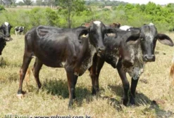 Novilhas Leiteiras Girolandas 1/2, 3/4 e 3/8 em Inhumas GO