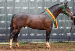 Cavalo Crioulo Reprodutor Comprovado em Treinamento para o Freio de Ouro