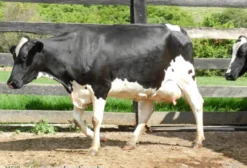 Vacas Novas de Excelente Produção Leiteira em Inhumas - GO