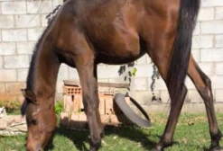 Potro Árabe Registrado em Santo Antônio do Descoberto GO