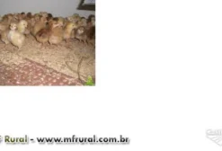 Pintinhos de Galinhas Poedeiras Embrapa 051 em Goiânia GO
