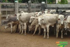 Compra e Venda de Gado no Interior do Maranhão - Arame/MA