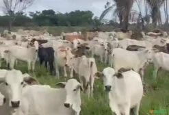 Lote Fechado – 170 Bezerros em Miranda do Norte - MA