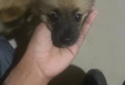 Spitz Alemão - Filhote Macho - 2 Meses - São Luís/MA
