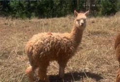 Lhamas e Alpacas