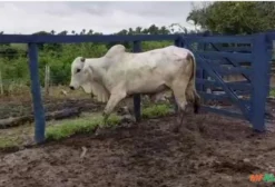 Gado de Elite em Arari MA à venda. Compre direto do vendedor 592841