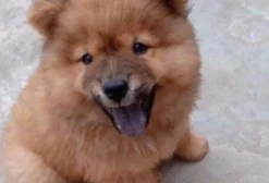 Filhotes de Chow Chow em São Luís MA