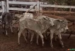 Lote de 8 Bezerras Nelore (8-10 Meses) - R$ 1.250 cada - Bela Vista de Goiás/GO