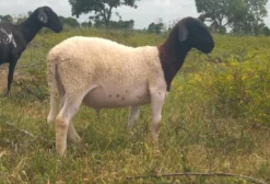 Borrego Dorper – 4 meses – Coroatá/MA