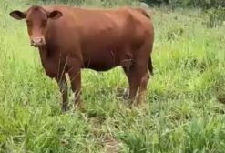 Lote de Gado Senepol Registrado - 13 Vacas e 1 Touro em Silvânia-GO