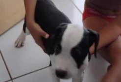Vendo Filhote Pitbull Original Por R$ 350 em São José de Ribamar
