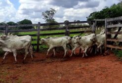 Lote de Bezerros e Bezerras Nelore (40 Cabeças) – Anápolis/GO