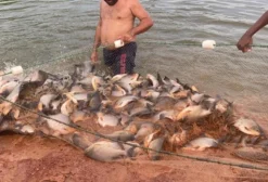 Peixe Tambaqui em Altamira do Maranhão – MA