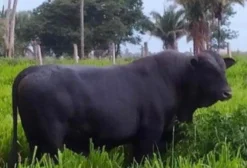Vendo Brangus em São Pedro da Água Branca - MA