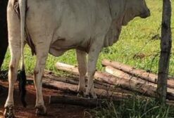 Lote de 120 Vacas Vazias (Não Prenhes) em Anápolis - GO