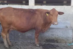 Venda de Touro e Novilhas Senepol com Bezerro no Pé em Extrema MG
