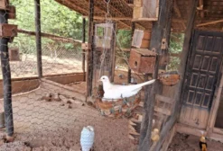 Pombas Burguesas Brancas em São Brás do Suaçuí/MG