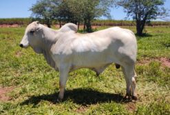 Touro Nelore PO - Filho de Backup e Vaca Armador - Registrado ABCZ