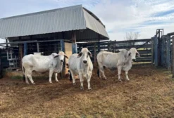 Lote de Matriz Brahman em Arcos MG