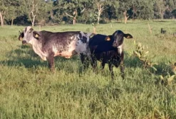 Novilhas Leiteiras Girolando