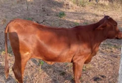 Lote Com Boi Mestiço e Novilha Sindi – Prontos Para Engorda